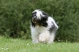 TERRIER DU TIBET 170